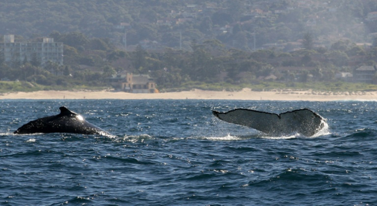 Des baleines à bosse au large des côtes de Sydney, le 25 juin 2008 en Australie ( AFP / GREG WOOD )