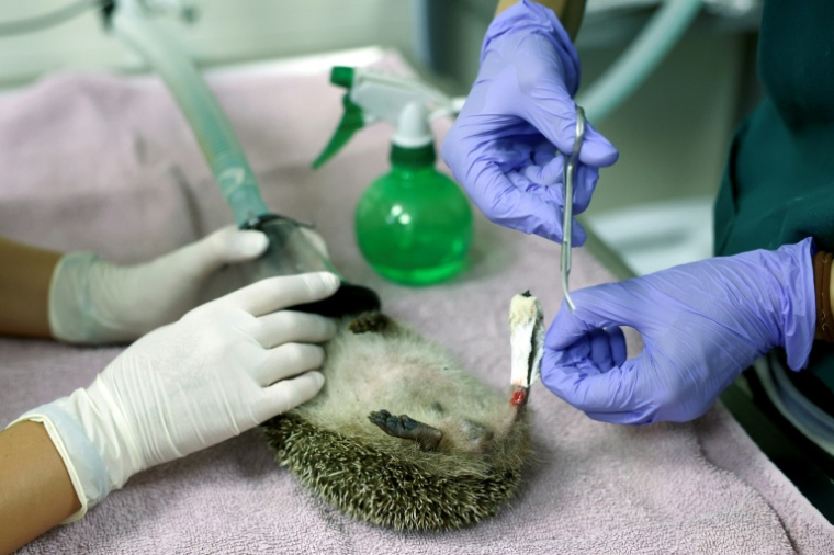 Un vétérinaire change le pansement de la patte arrière d'un hérisson recueilli au centre de soins pour la faune sauvage de la LPO (Ligue pour la protection des oiseaux) Aquitaine, à Audenge, le 6 août 2026 ( AFP / ROMAIN PERROCHEAU )