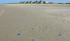Des méduses sur la plage devant la centrale nucléaire de Gravelines, dans le Nord, le 11 août 2026 ( AFP / Sameer Al-DOUMY )