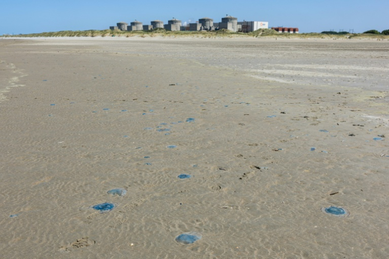 Des méduses sur la plage devant la centrale nucléaire de Gravelines, dans le Nord, le 11 août 2026 ( AFP / Sameer Al-DOUMY )