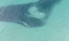 AUSTRALIE: UN HOMME DANS UN ÉTAT CRITIQUE APRÈS UNE ATTAQUE DE REQUIN