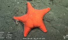 Capture d'écran d'une vidéo publiée par l'Institut océanographique Schmidt et enregistrée par le ROV SuBastian, dans laquelle on peut voir une étoile de mer filmée à 1.195 mètres de profondeur dans le canyon de Mar del Plata, dans la mer Argentine, le 26 juillet 2025.Une étoile de mer filmée à 1.195 mètres de profundeur dans le Canyon de Mar del Plata (Argentine), dans l'Océan Atlantique, le 26 juillet 2025  ( Schmidt Ocean Institute / ROV SuBastian / Handout )