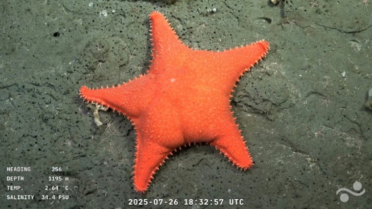 Capture d'écran d'une vidéo publiée par l'Institut océanographique Schmidt et enregistrée par le ROV SuBastian, dans laquelle on peut voir une étoile de mer filmée à 1.195 mètres de profondeur dans le canyon de Mar del Plata, dans la mer Argentine, le 26 juillet 2025.Une étoile de mer filmée à 1.195 mètres de profundeur dans le Canyon de Mar del Plata (Argentine), dans l'Océan Atlantique, le 26 juillet 2025  ( Schmidt Ocean Institute / ROV SuBastian / Handout )