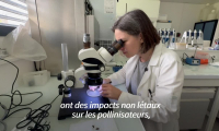 Abeilles vs néonicotinoïdes: la science face au retour d'un pesticide controversé