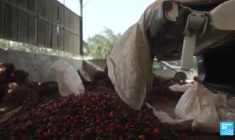 Malaisie : l'industrie de l'huile de palme peine à se conformer aux règlements de l'UE