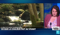 Canicule: la flore et la faune souffrent aussi de la chaleur