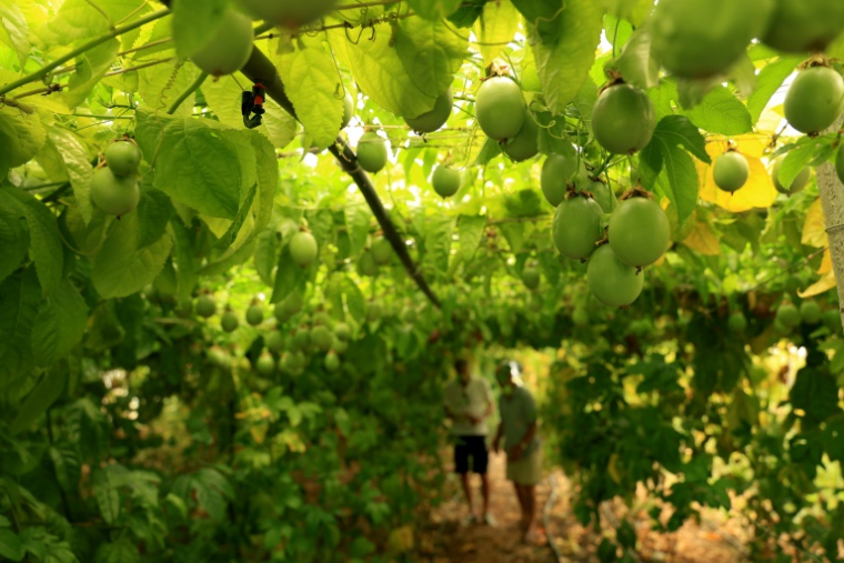 Des fruits de la passion dans la serre de 'Irakli Shkoza, un agriculteur de Divjake, à 90 kilomètres de Tirana, le 1er juillet 2025 en Albanie ( AFP / Adnan Beci )