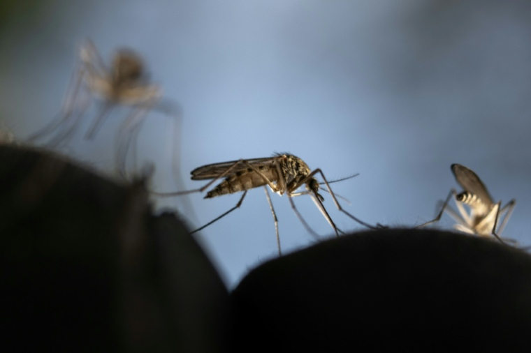 Des moustiques près de Sundom (Finlande), le 18 juin 2023 ( AFP / Olivier MORIN )