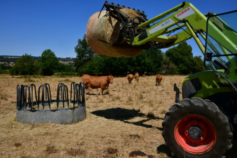 L'éleveur Pascal Mareix donne du foin à ses vaches à Mazeirat, le 7 juillet 2026 dans la Creuse ( AFP / PASCAL LACHENAUD )
