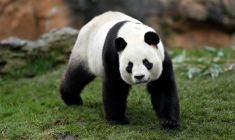 FRANCE: NAISSANCE DE DEUX PANDAS GÉANTS AU ZOO DE BEAUVAL