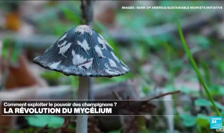 La révolution du mycélium : comment exploiter le pouvoir des champignons