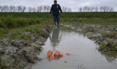 Yannick Frain, maraîcher et éleveur, marche dans son champ de carottes ravagé par les pluies qui ont frappé l'ouest de la France, le 19 février 2026 à Roz-sur-Couesnon, en Ille-et-Vilaine ( AFP / Damien MEYER )