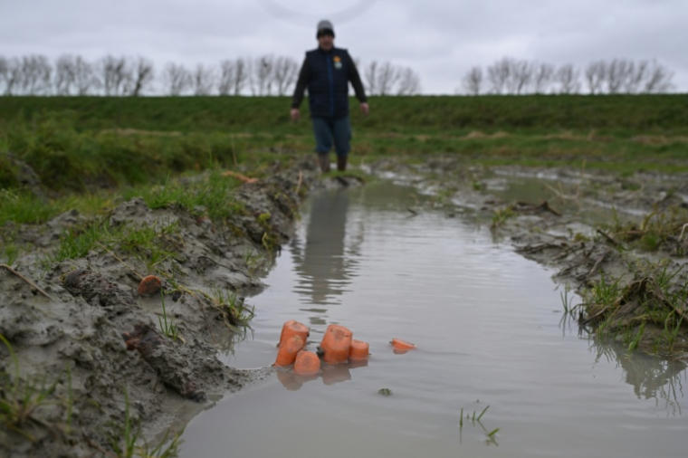 Yannick Frain, maraîcher et éleveur, marche dans son champ de carottes ravagé par les pluies qui ont frappé l'ouest de la France, le 19 février 2026 à Roz-sur-Couesnon, en Ille-et-Vilaine ( AFP / Damien MEYER )