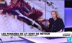 Les punaises de lit, un fléau qui revient en force en France