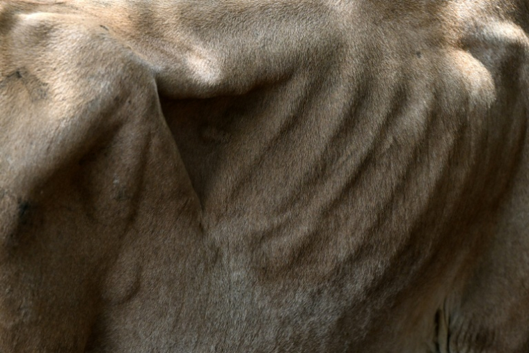 Une vache au Marché municipal du bétail de Sensuntepeque, dans le département de Cabañas, au Salvador, le 1er octobre 2026 ( AFP / Marvin RECINOS )