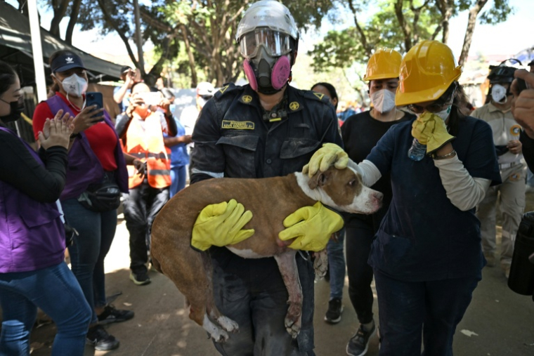 Un chien sauvé des décombres est pris en charge par les secours, à Cali en Colombie, le 13 août 2026 ( AFP / Raul ARBOLEDA )