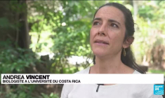 Costa rica : l'exceptionnelle "forêt de nuages" se dissipe