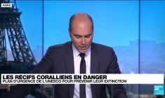 Récifs coralliens en danger : plan d'urgence de l'UNESCO pour prévenir leur extinction