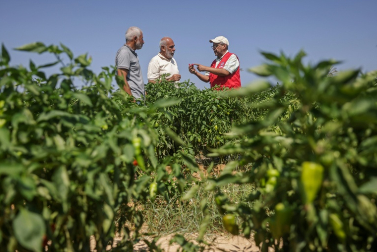 Osama Al-Mukhalalati (D), chargé de la sécurité économique au Comité international de la Croix-Rouge (CICR), inspecte des piments rouges avec des agriculteurs dans un champ près de la banque de semences d’Al Qarara, à Deir el-Balah, au centre de la bande de Gaza, le 11 août 2026 ( AFP / Bashar Taleb )