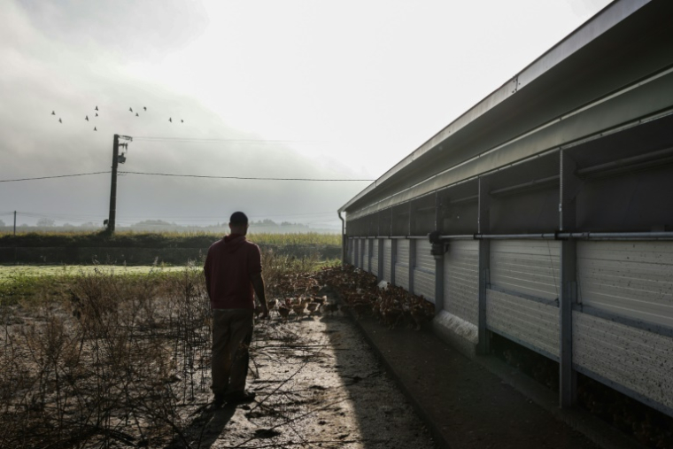 L'agriculteur Jérôme Caze observe ses poulets dans sa ferme à Meilhan-sur-Garonne, le 24 octobre 2024 dans le Lot-et-Garonne ( AFP / Thibaud MORITZ )