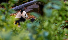Le panda Yuan Zi dans son enclos au zoo de Beauval, Saint-Aignan-sur-Cher, en France, le 23 novembre 2025 ( AFP / GUILLAUME SOUVANT )