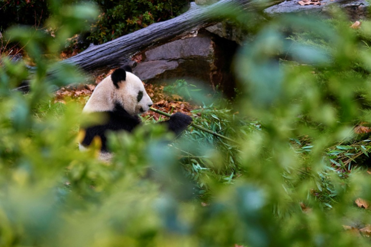 Le panda Yuan Zi dans son enclos au zoo de Beauval, Saint-Aignan-sur-Cher, en France, le 23 novembre 2025 ( AFP / GUILLAUME SOUVANT )