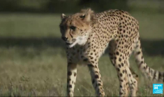 Marie Pierre Thiam, conceptrice de jeux vidéo : "Divertir mais aussi sensibiliser les utilisateurs"