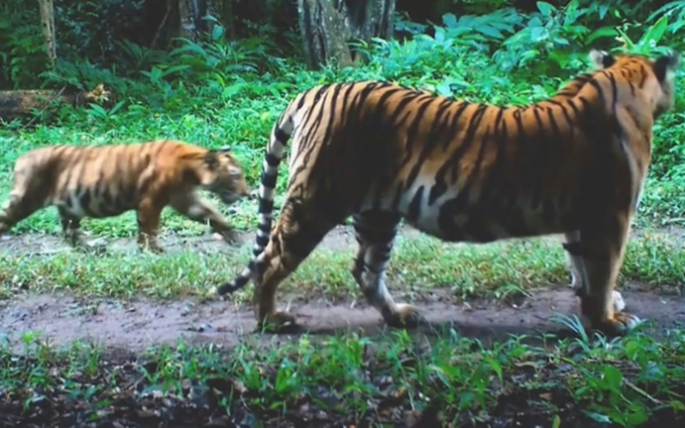 Image tirée d'une vidéo de caméra de surveillance, prise le 31 août 2023, et publiée le 15 juin 2025 par le Département des parcs nationaux, de la faune et de la conservation des plantes (DNP) de Thaïlande et le WWF Thaïlande, montrant un tigre et son petit dans le parc national de Khlong Lan, dans la province de Khampaeng Phet, en Thaïlande ( DNP/WWF-THAILAND / Handout )