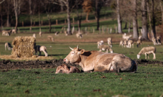 La France a perdu 837.000 vaches depuis 2016 ( AFP / CHARLY TRIBALLEAU )