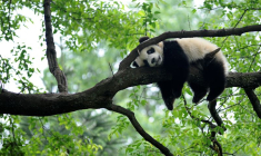 LA "DÉCLARATION DE KUNMING" SUR LA BIODIVERSITÉ A ÉTÉ ADOPTÉE