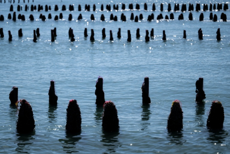 Pieux à moules en partie recouverts par la marée, au sein de l'exploitation Maine père & fils, au large de Bricqueville-sur-Mer, dans la Manche, le 13 septembre 2026 ( AFP / Guillaume SALIGOT )