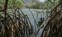 Milicent Turay ramasse des huîtres dans la rivière Numéro Deux, au milieu des mangroves de Freetown, le 13 avril 2026, en Sierra Leone ( AFP / Gemma Bonfiglioli )