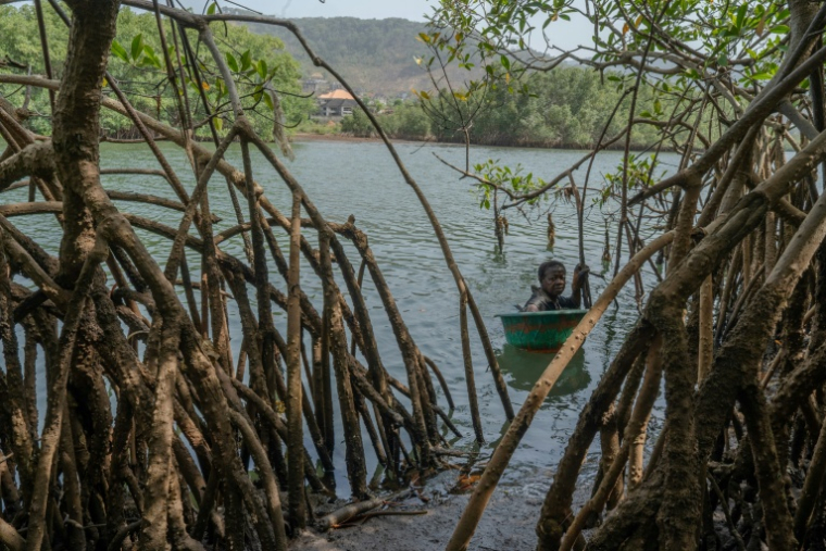 Milicent Turay ramasse des huîtres dans la rivière Numéro Deux, au milieu des mangroves de Freetown, le 13 avril 2026, en Sierra Leone ( AFP / Gemma Bonfiglioli )
