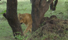 En Inde, la lente renaissance des lions d'Asie