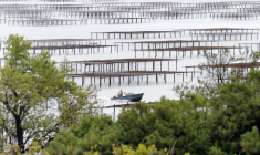 Un parc à huîtres dans l'étang de Thau à Marseillan, le 16 août 2008 ( AFP / PASCAL GUYOT )
