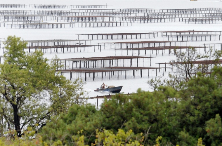 Un parc à huîtres dans l'étang de Thau à Marseillan, le 16 août 2008 ( AFP / PASCAL GUYOT )