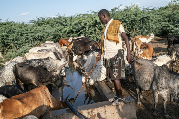 Un éleveur surveille son bétail qui s'abreuve à un point d'eau entouré d'une forêt de prosopis, arbuste épineux originaire d'Amérique latine, le 16 octobre 2025 à Amibara, dans la région de l'Afar, en Ethiopie ( AFP / Marco Simoncelli )