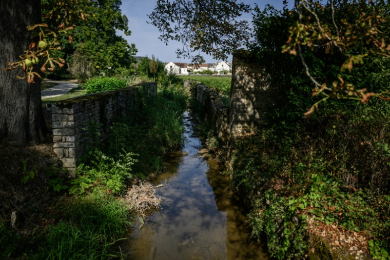 La forêt riveraine du Château de Meursault, le 26 août 2025 à Meursault, en Côte d'Or ( AFP / ARNAUD FINISTRE )