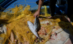 Des poissons-ballons à bande argentée, dans le port d'Ierapetra, en Crête, le 3 juin 2026, une espèce présente en mer Rouge et dans les océans Indien et Pacifique, entrée en Méditerranée par le Canal de Suez, selon l'Université française Côte d'Azur. ( AFP / Angelos TZORTZINIS )
