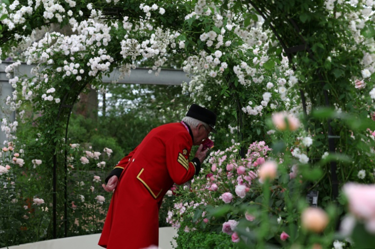Un membre du Chelsea Flower Show regrde un étalage de roses le 19 mai 2025 ( AFP / Adrian Dennis )