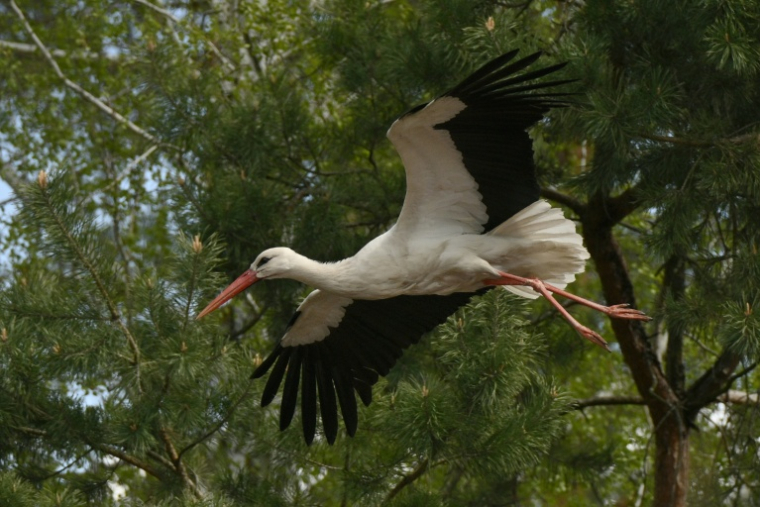 Une cigogne vole au-dessus d'un refuge pour oiseaux à Voropaiv, dans la région de Kiev, le 28 avril 2026 en Ukraine ( AFP / Genya SAVILOV )