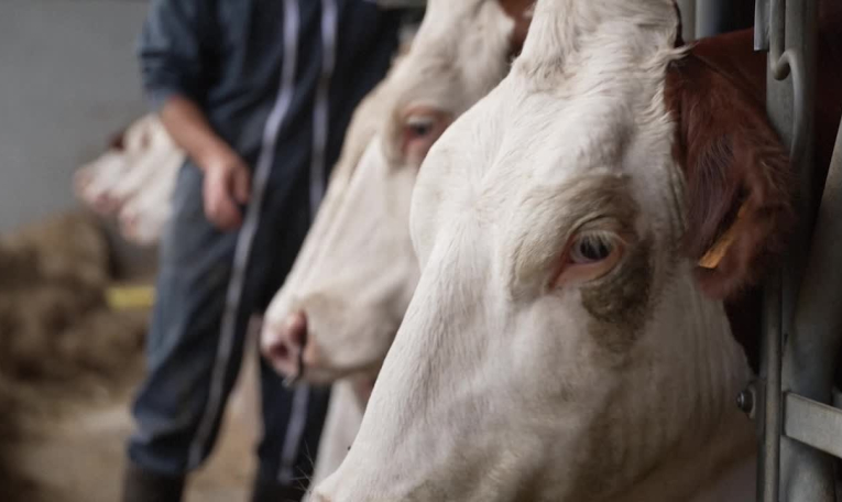 Dermatose des bovins: course contre la montre pour endiguer l'épidémie