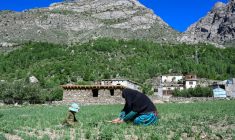 Habiba, agricultrice afghane, dans son village d'Eshtiwi, au Nouristan, le 8 juin 2026 ( AFP / Wakil KOHSAR )