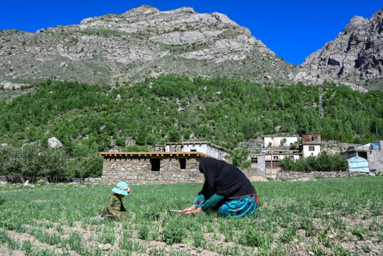 Habiba, agricultrice afghane, dans son village d'Eshtiwi, au Nouristan, le 8 juin 2026 ( AFP / Wakil KOHSAR )