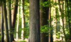 Une agence immobilière du Calvados a acheté une forêt pour ses clients. (illustration) (Pixabay)