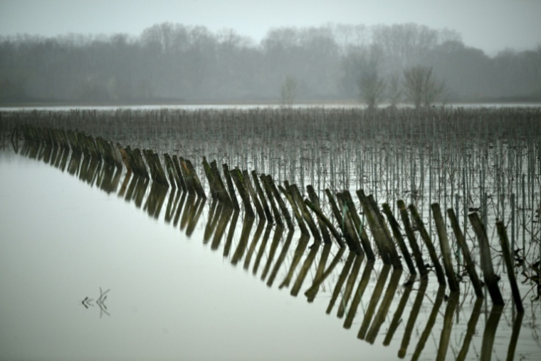 Des vignes inondées à Langoiran, en Gironde, le 17 février 2026 ( AFP / Gaizka IROZ )