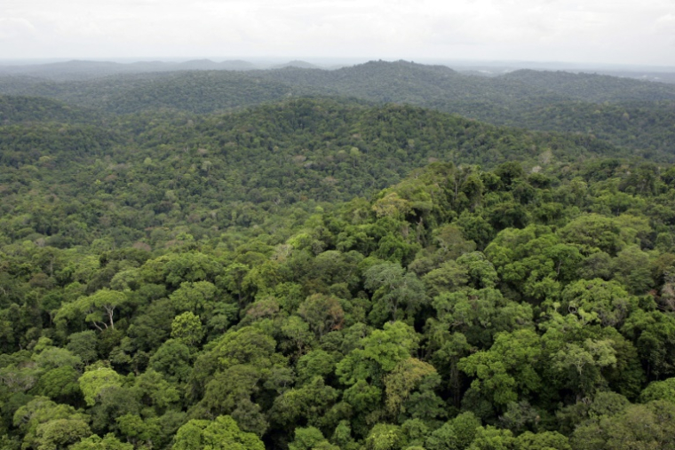 La forêt guyanaise, le 2 mars 2007 ( AFP / JODY AMIET )