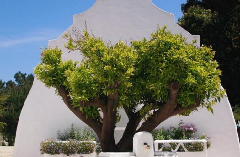 Posez vos valises dans la villa paradisiaque du prince Louis-Albert De Broglie crédit photo : Capture d’écran Instagram @atelierprincejardinier