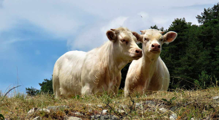 Le titre Virbac a pris 7% en deux séances. (© Bernard Bonifassi)