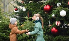 Comment se porte le marché du sapin de Noël ? (Crédits: Adobe Stock)